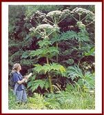 Alien Plants